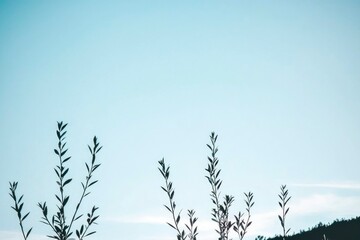 Fototapeta premium Silhouetted Branches Against a Pale Blue Sky