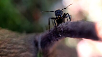macrofotografia de uma formiga em cima de um galho, de frente. Fundo desfocado