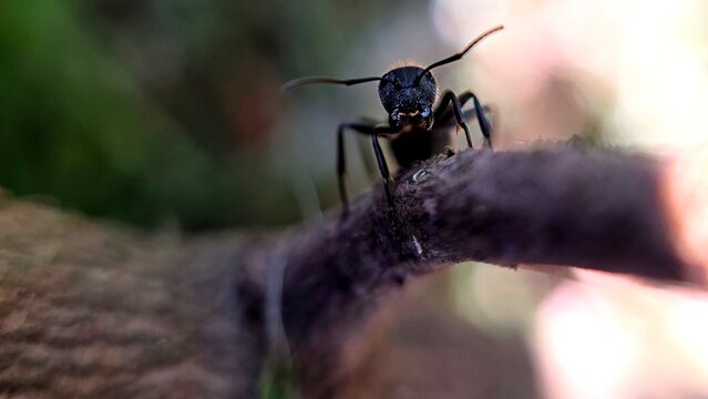 macrofotografia de uma formiga em cima de um galho, de frente. Fundo desfocado