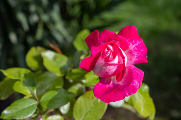 Red and white rose on a green background

