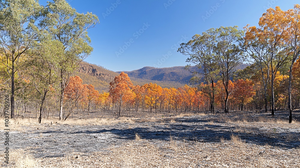 Poster A forest being replanted after a wildfire as part of an ecological recovery project Stock Photo with side copy space
