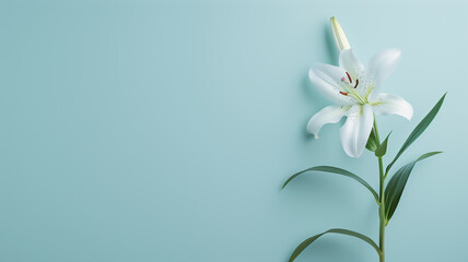 Fototapeta premium White Lily Flower on Light Blue Background with Copy Space