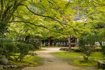 japanese garden in spring