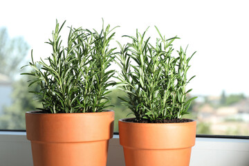 Rosemary plants growing in pots near window, closeup. Aromatic herb