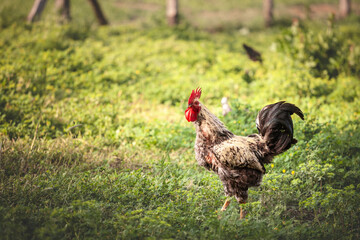 A black-and-white rooster stands proudly in a green pasture, representing rural farm life in Serbia, with its distinctive red comb and feathered details.