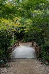 bridge in the forest