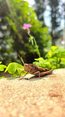 Macrofotografia de um grilo numa calçada, com grama ao fundo