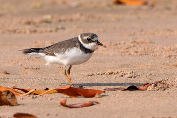 Semipalmated Plover (Charadrius semipalmatus) perched on the beach