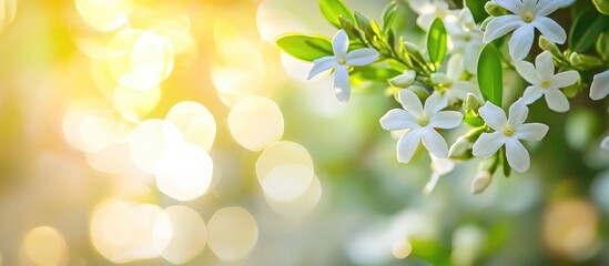 Defocused Abstract Background Of Jasmine Growing In The Yard