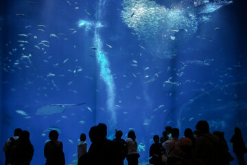 Naklejka premium 休日の水族館で過ごす人々