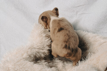 Photo session with portraits of white, brown, and spotted French bulldog puppies.