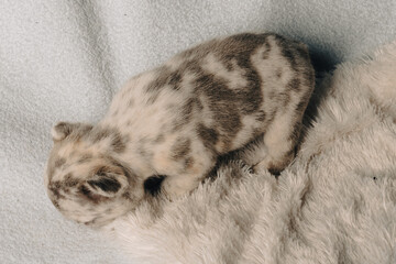 Photo session with portraits of white, brown, and spotted French bulldog puppies.