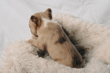Photo session with portraits of white, brown, and spotted French bulldog puppies.