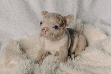 Photo session with portraits of white, brown, and spotted French bulldog puppies.