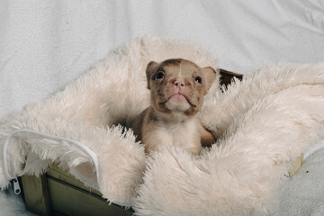 Photo session with portraits of white, brown, and spotted French bulldog puppies.
