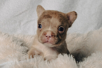 Photo session with portraits of white, brown, and spotted French bulldog puppies.