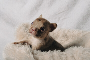 Photo session with portraits of white, brown, and spotted French bulldog puppies.