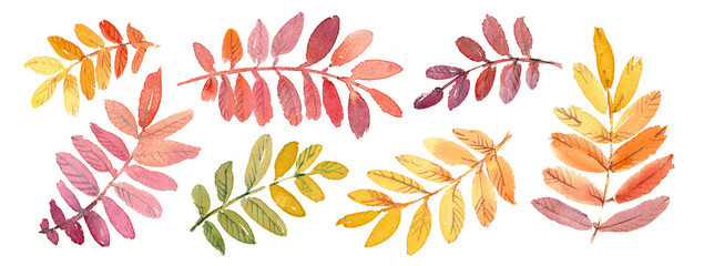 A set of autumn rowan leaves painted in watercolor. A bright rowan leaf in autumn, isolated illustration. Hand-drawn leaves, autumn leaves