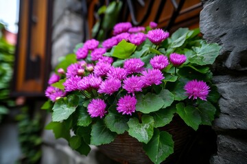 Fototapeta premium Centaurea dealbata flowers in a gothic courtyard, with their soft pink petals contrasting against dark, twisted vines