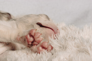 Photo session with portraits of white, brown, and spotted French bulldog puppies.