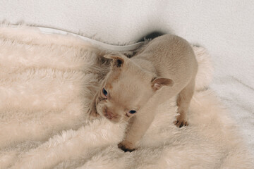 Photo session with portraits of white, brown, and spotted French bulldog puppies.