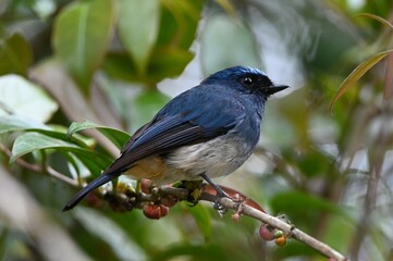 White Bellied Blue Flycatcher