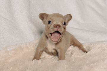 Photo session with portraits of white, brown, and spotted French bulldog puppies.