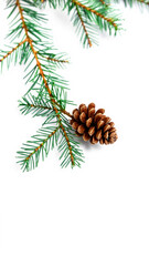 Fototapeta premium single evergreen branch with pine cone