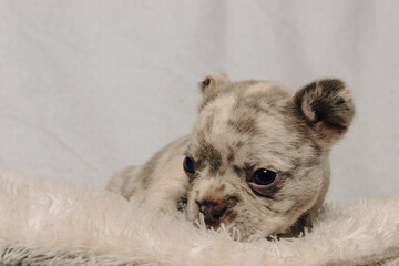 Photo session with portraits of white, brown, and spotted French bulldog puppies.