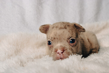 Photo session with portraits of white, brown, and spotted French bulldog puppies.