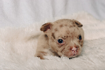 Photo session with portraits of white, brown, and spotted French bulldog puppies.