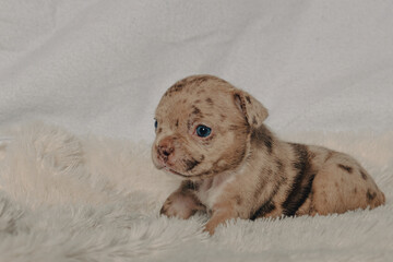 Photo session with portraits of white, brown, and spotted French bulldog puppies.