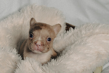 Photo session with portraits of white, brown, and spotted French bulldog puppies.