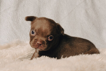 Photo session with portraits of white, brown, and spotted French bulldog puppies.