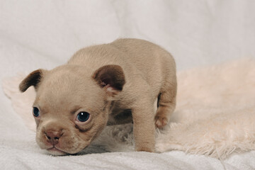 Photo session with portraits of white, brown, and spotted French bulldog puppies.
