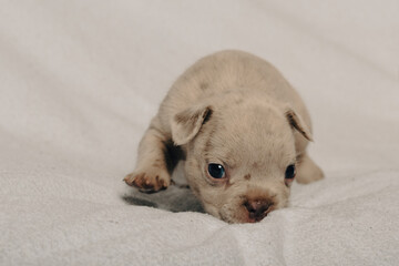 Photo session with portraits of white, brown, and spotted French bulldog puppies.