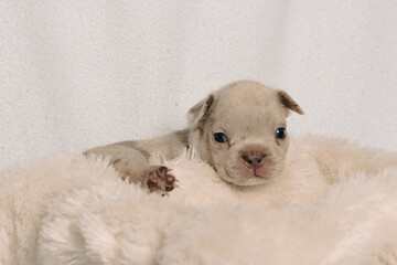 Photo session with portraits of white, brown, and spotted French bulldog puppies.