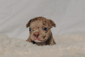 Photo session with portraits of white, brown, and spotted French bulldog puppies.