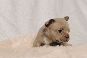 Photo session with portraits of white, brown, and spotted French bulldog puppies.
