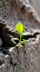 green sprout pushing through a cracked surface