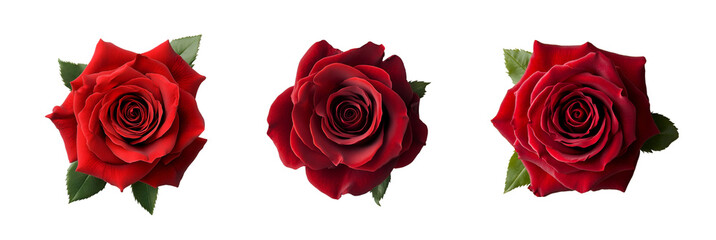 Red rose bloom with leaves isolated on a transparent background