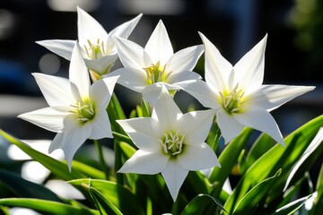 Obraz premium Triteleia laxa in a wildflower garden, its star-shaped blooms standing tall among the grasses