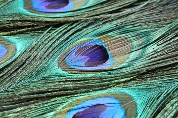Obraz premium Beautiful bright peacock feathers as background, closeup