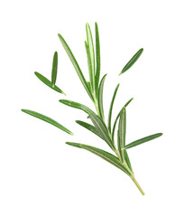 Obraz premium Fresh green rosemary in air on white background
