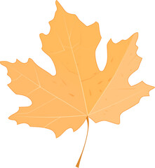 autumn maple leaf