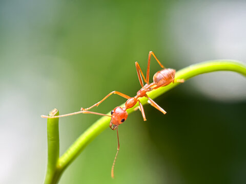 Close up of weaver ant (Oecophylla smaragdina), weaver ant or croto ant, macro weaver ant walking on the leaves