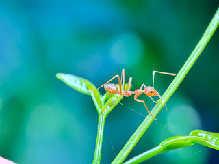 Close up of weaver ant (Oecophylla smaragdina), weaver ant or croto ant, macro weaver ant walking on the leaves