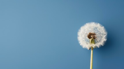 Fototapeta premium Soft, fluffy dandelion seeds dance in the spring breeze, embodying romance and the beauty of natures gentle touch.