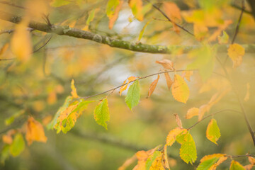 Centre focus on a tree in the UK during Autumn.