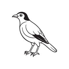 Mayna bird silhouette vector style with white background.
